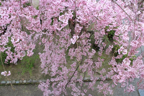 2036-12.4.13北側紅枝垂れ桜　上から撮る.jpg